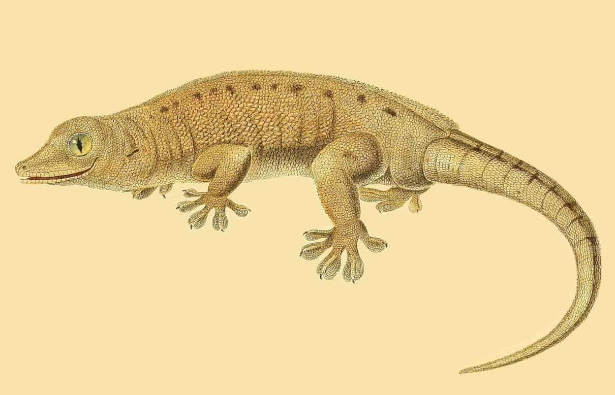 Gecko gigante de Nueva Caledonia, Rhacodactylus leachianus