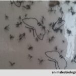 mosca-del-sustrato-mantillo-sciaridae