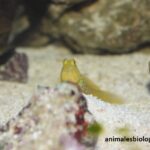 peces-para-acuario-pequeno
