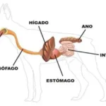 aparato-digestivo-mamiferos