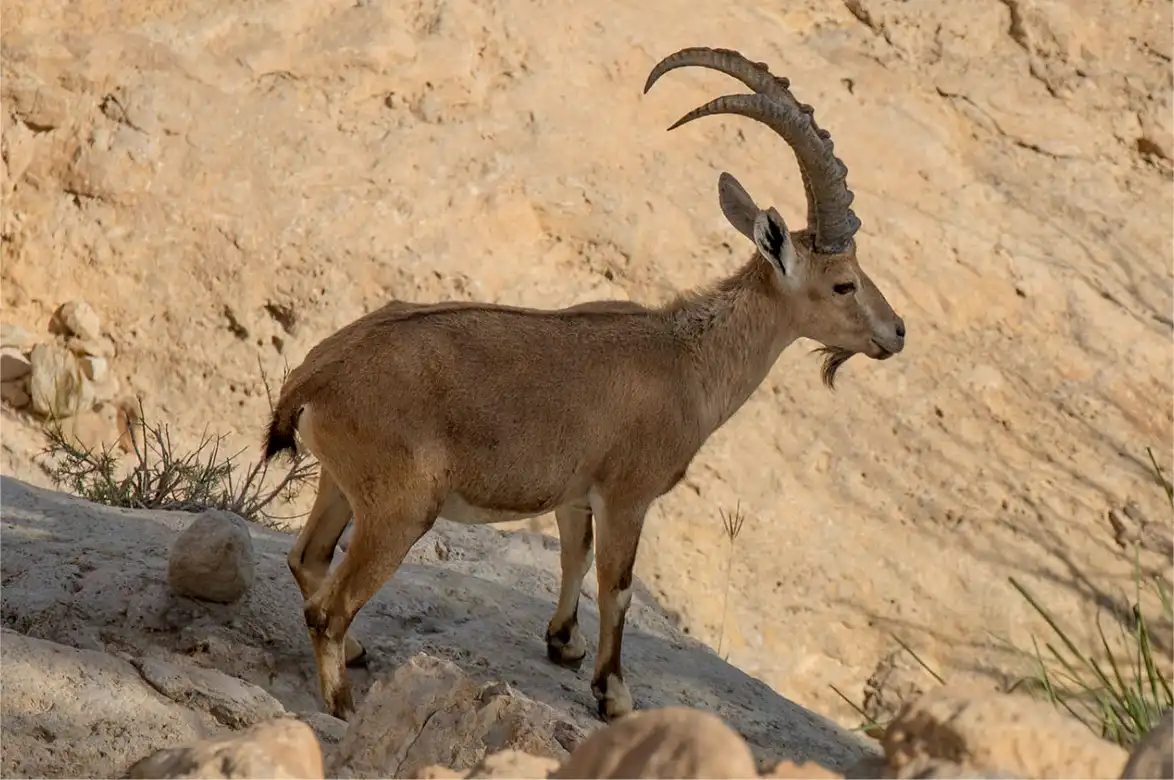 Ibex nubio, Capra nubiana, cabra o íbice de nubia