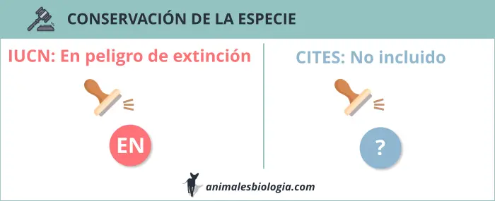 Estado de conservación de la mangosta de rayas angosta, Mungotictis decemlineata.