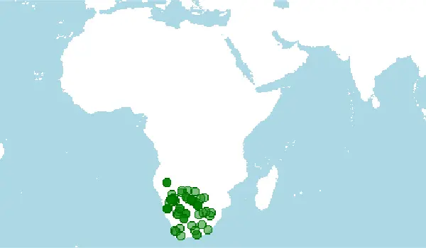 Distribución de la mangosta amarilla, Cynictis penicillata.