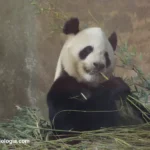 oso-panda-