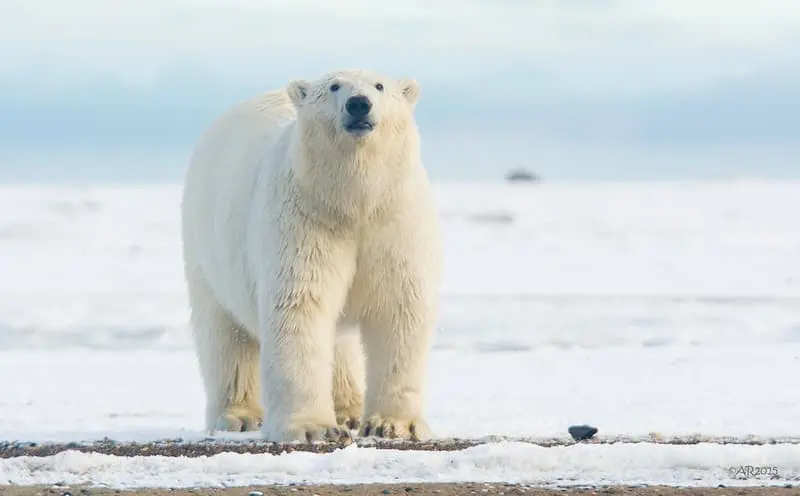 Oso polar, Ursus maritimus, oso blanco